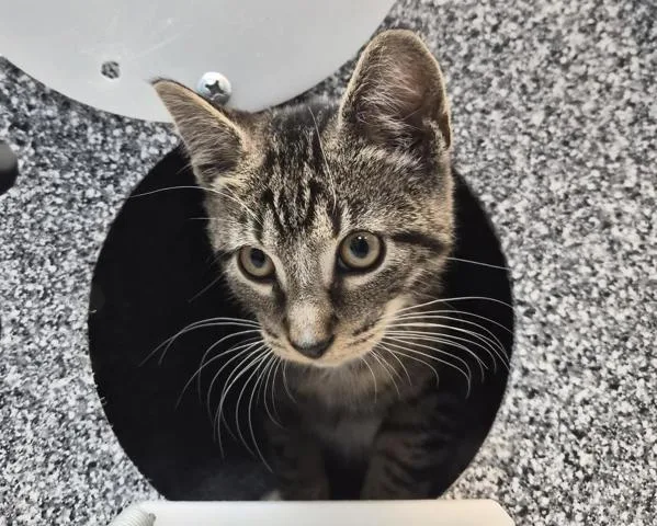 A baby small-sized male Domestic Short Hair cat named Pugsley for adoption in New York, NY
