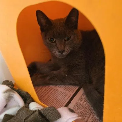 An adult medium-sized male Domestic Short Hair cat named Richard for adoption in Janesville, WI