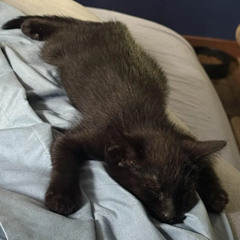 A baby medium-sized male Black Domestic Short Hair cat named Bombay for adoption in De Soto, IA