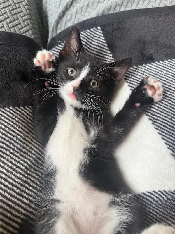 A baby medium-sized male Domestic Short Hair cat named Oscar for adoption in Teterboro, NJ