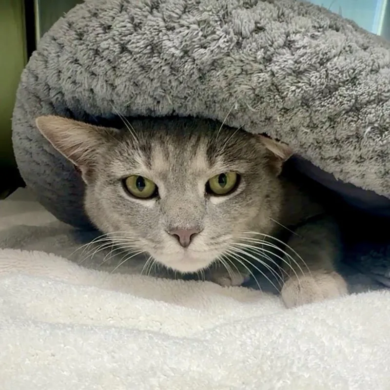 An adult medium-sized female Gray / Blue / Silver Domestic Short Hair cat named Ashley for adoption in Chapel Hill, NC