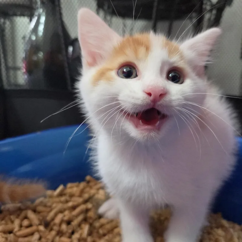 A baby small-sized female Calico Domestic Short Hair cat named Olivia Nervo for adoption in Redmond, WA