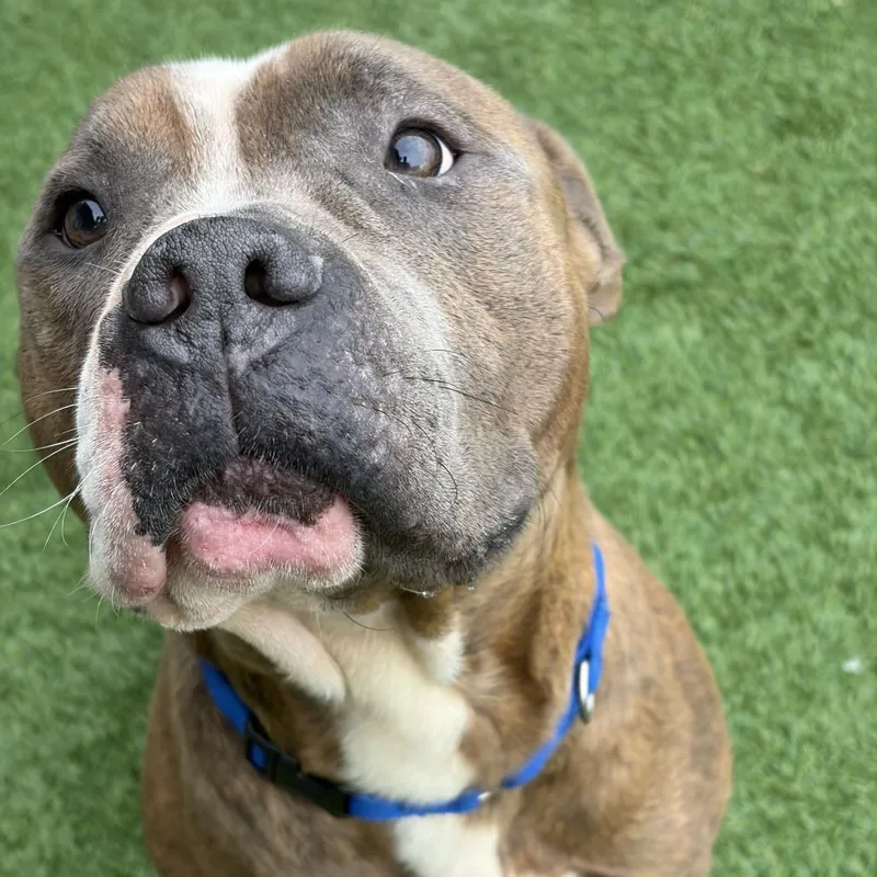 An adult large-sized male Pit Bull Terrier dog named Monster Mash for adoption in Matteson, IL
