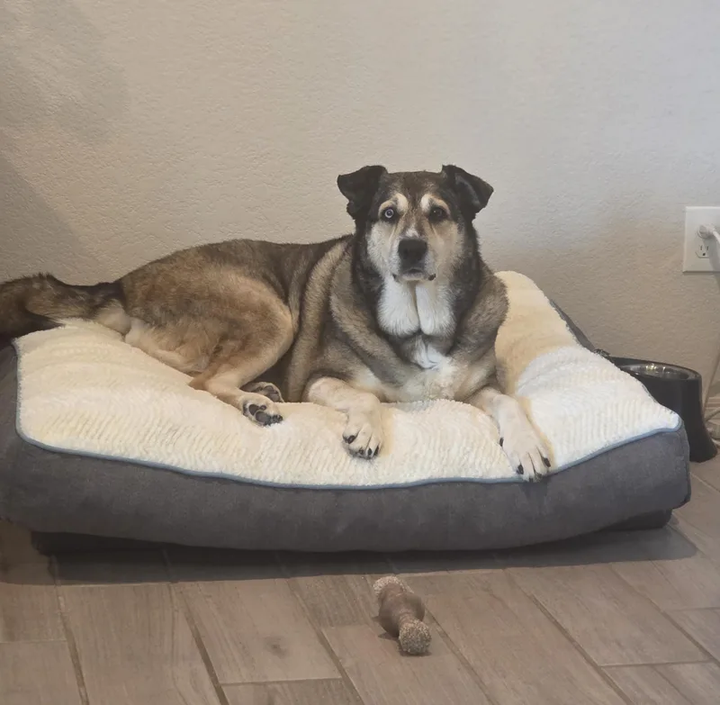 Bailey
