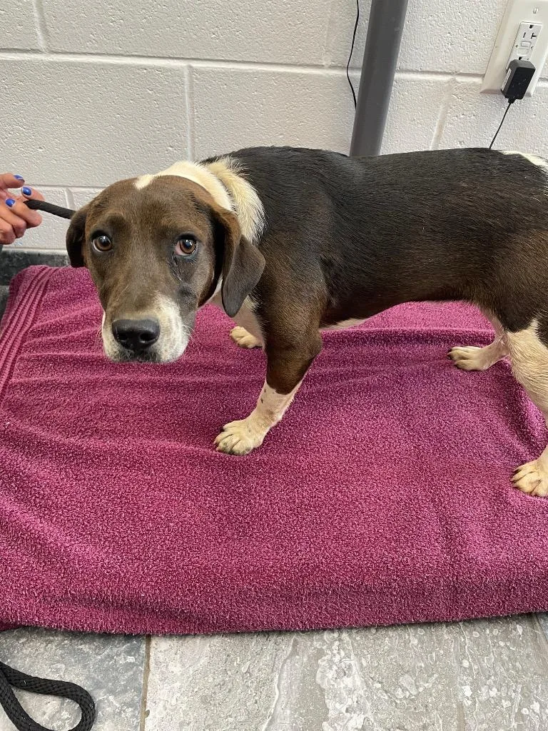 A baby medium-sized female Mixed Breed dog named Coco for adoption in Oxford, NC