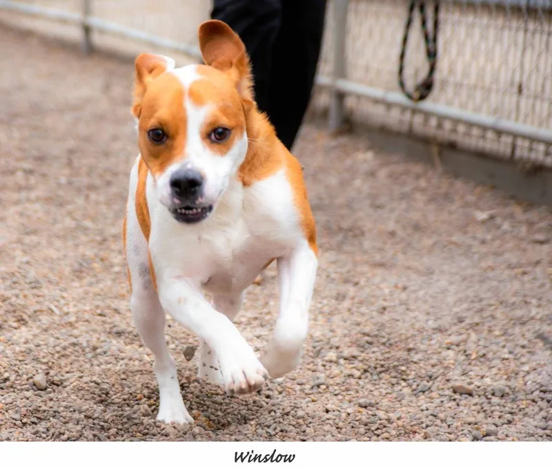 An adult medium-sized male Tricolor (Brown, Black, & White) Beagle dog named Ac Winslow for adoption in Fremont, NE