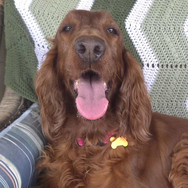An adult large-sized female Red / Chestnut / Orange Irish Setter dog named Red for adoption in Normal, IL