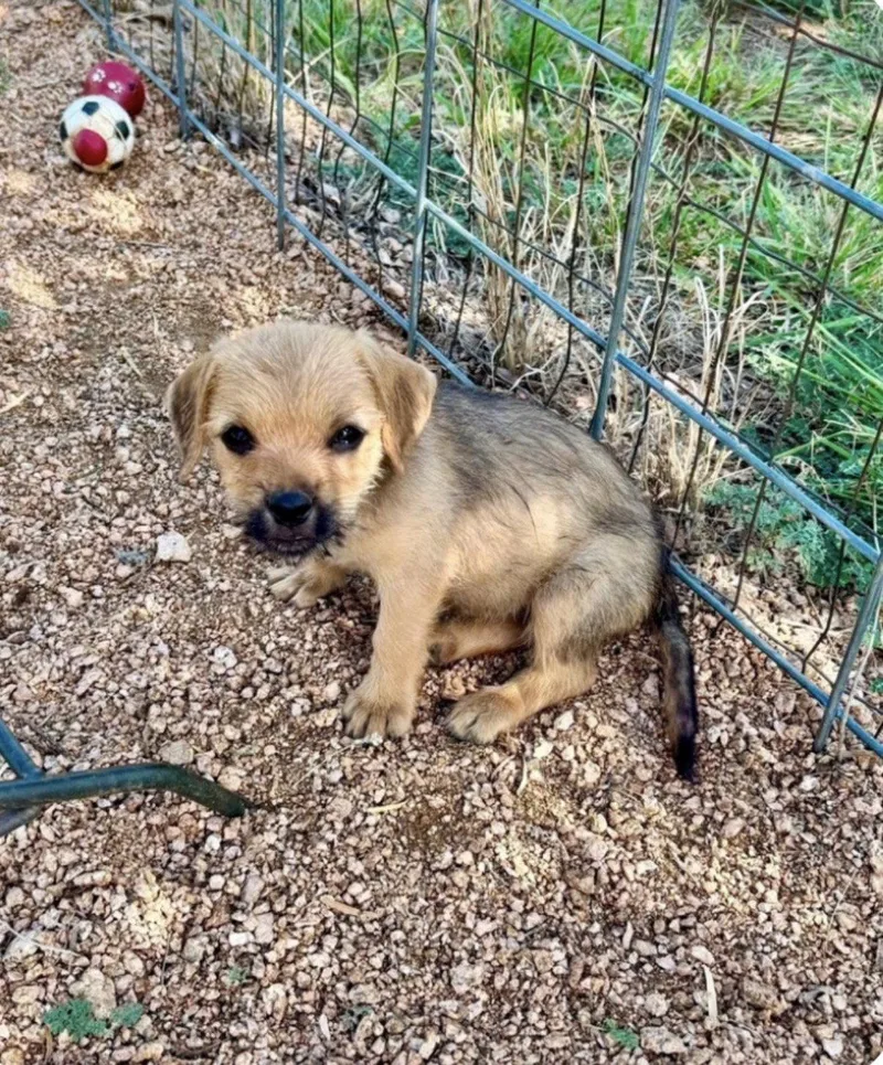 A baby small-sized female Spaniel dog named Sunny for adoption in Bothell, WA