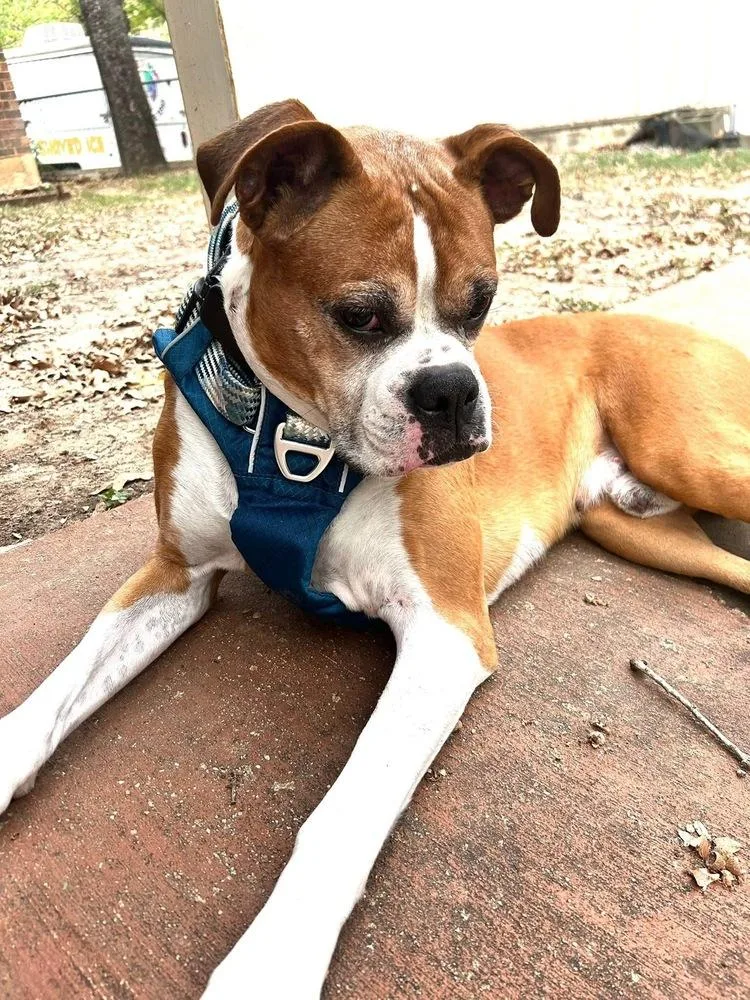 Bentley Ii thumbnail 2