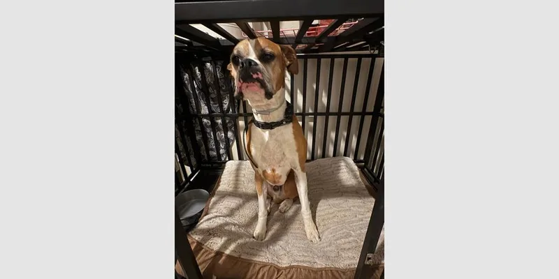 Bentley Ii thumbnail 3