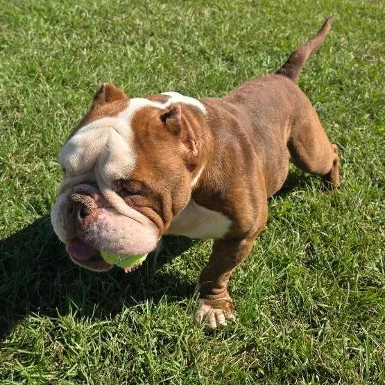 An adult medium-sized male English Bulldog dog named Big Keith for adoption in Elizabeth City, NC