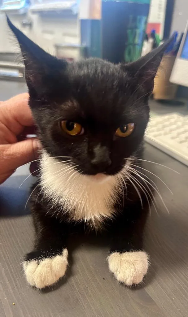 A baby medium-sized female Domestic Short Hair cat named Binky for adoption in Cumming, GA