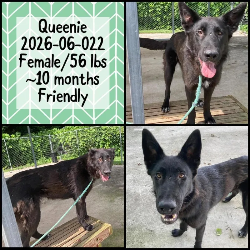 A baby medium-sized female German Shepherd Dog dog named Queenie for adoption in Winder, GA