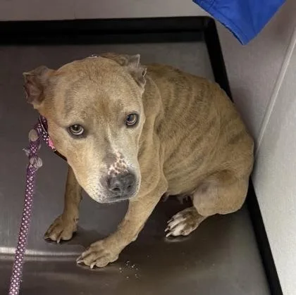 An adult medium-sized female Mixed Breed dog named Chicken Noodle for adoption in West Chester, PA