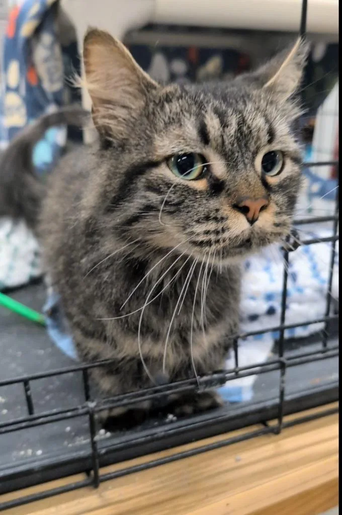 An adult medium-sized male Munchkin cat named Mushu the for adoption in Portland, IN