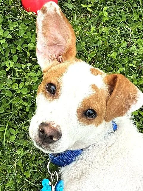 A young small-sized male White / Cream Jack Russell Terrier dog named Buddy for adoption in Plainfield, IL