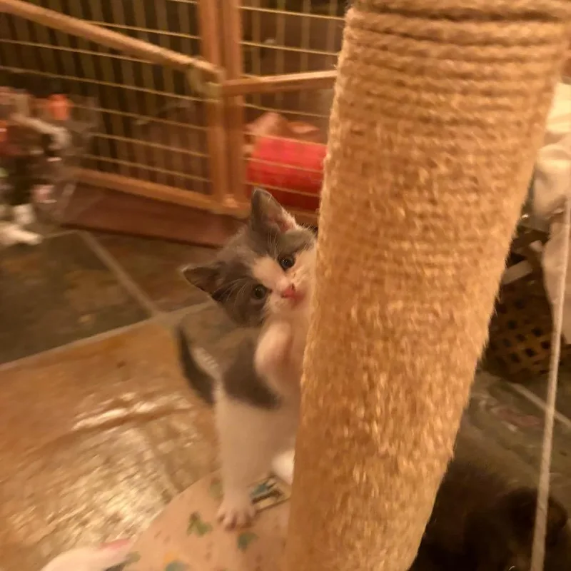 A baby small-sized male Gray / Blue / Silver Domestic Short Hair cat named Catawba for adoption in Canton, IL