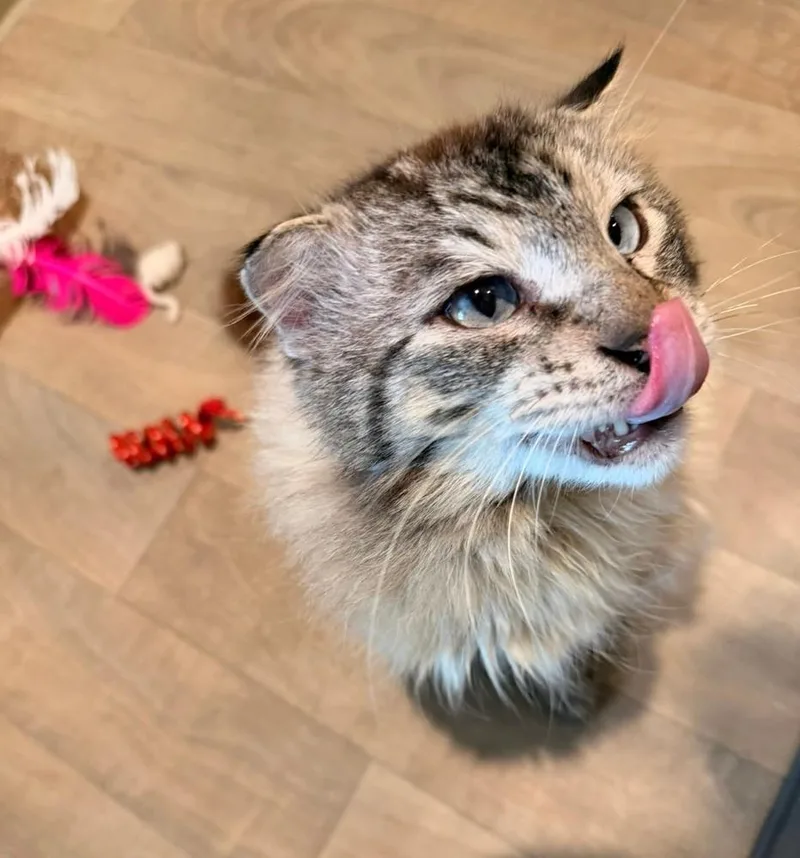 An adult large-sized male Siamese cat named Calvin for adoption in Vancouver, WA