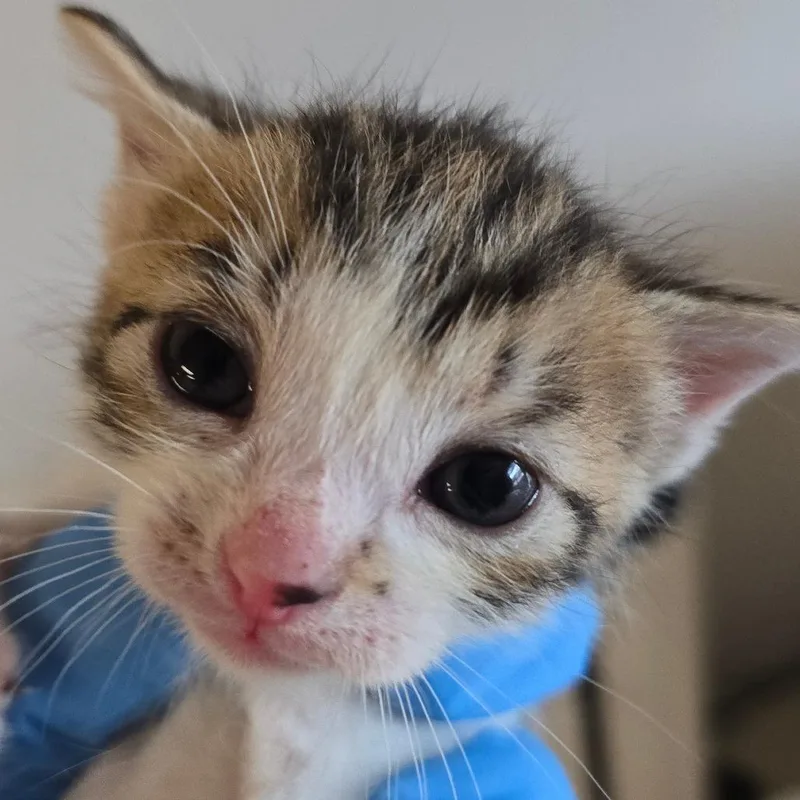 A baby small-sized female White Domestic Short Hair cat named Violin for adoption in East Hanover, NJ