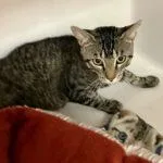 Chatwick thumbnail 2