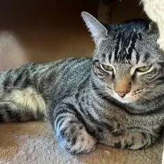 Chatwick thumbnail 3