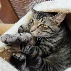 Chatwick thumbnail 4