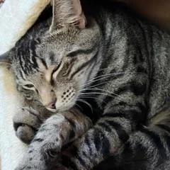 Chatwick thumbnail 5