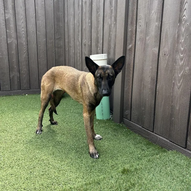 An adult medium-sized female Brown / Chocolate Belgian Shepherd / Malinois dog named Gracie for adoption in LOXAHATCHEE, FL