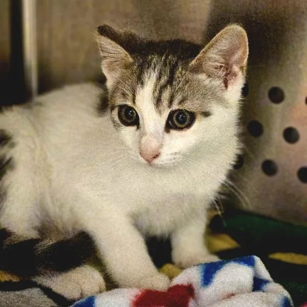 A baby small-sized male Domestic Short Hair cat named Serrano for adoption in Oakland, CA