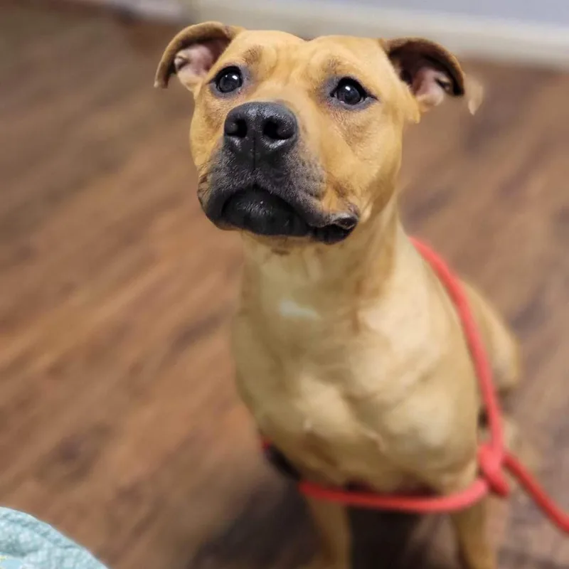 An adult medium-sized female Brown / Chocolate Terrier dog named Mauriel for adoption in St. Louis, MO