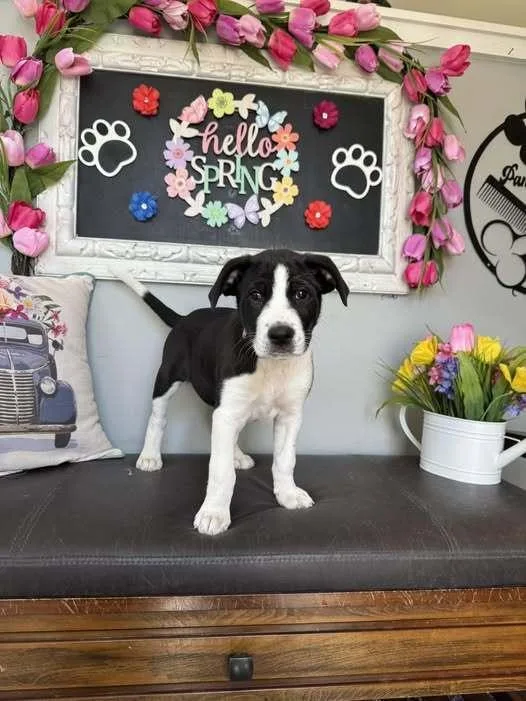 A baby small-sized female Great Pyrenees dog named Blither for adoption in Milton, DE