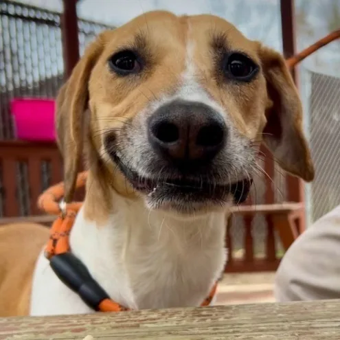 Harper Charles thumbnail 3