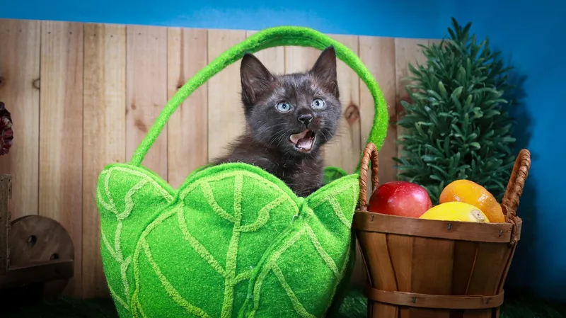 A baby medium-sized male Black Domestic Long Hair cat named Tippy for adoption in Parker, TX