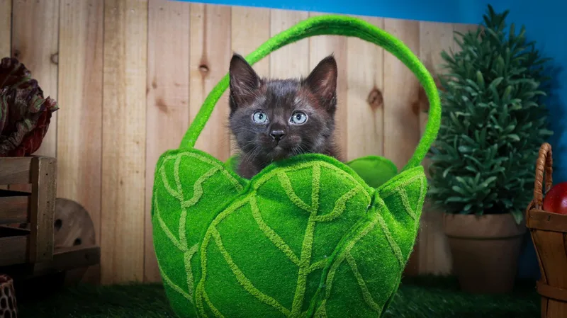 Tippy thumbnail 4