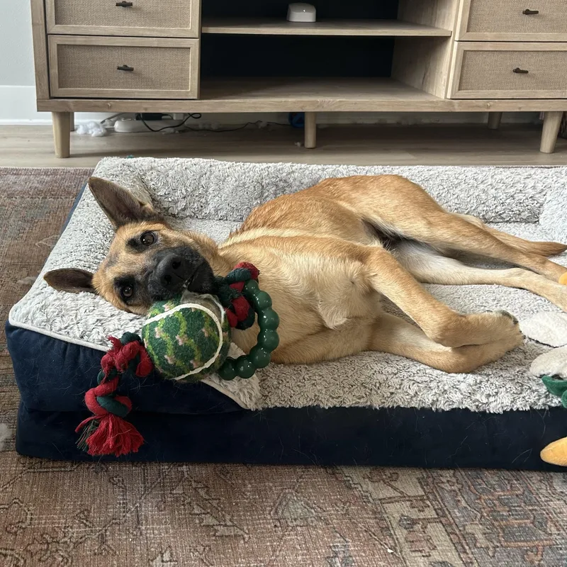 A young medium-sized female Sable Belgian Shepherd / Malinois dog named Willow for adoption in Caldwell, TX