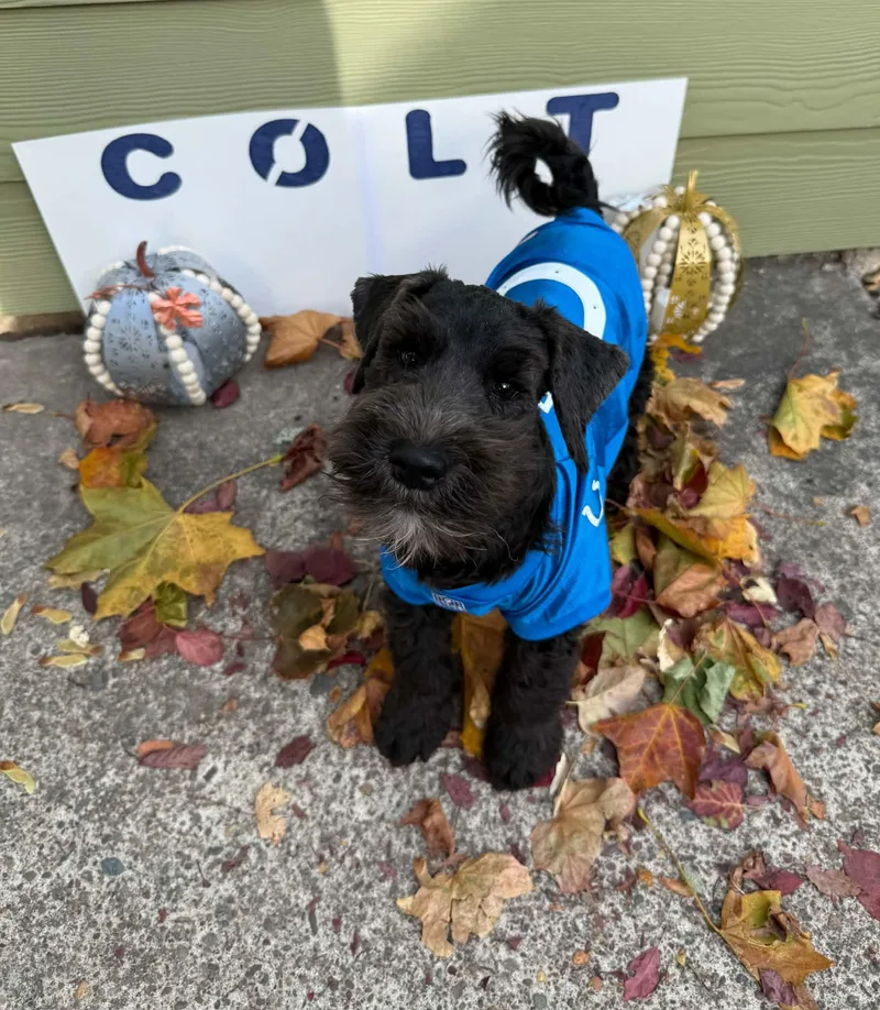 A baby small-sized male Black Miniature Schnauzer dog named Colt for adoption in Newberg, OR