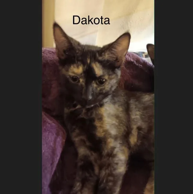 Dakota thumbnail 2