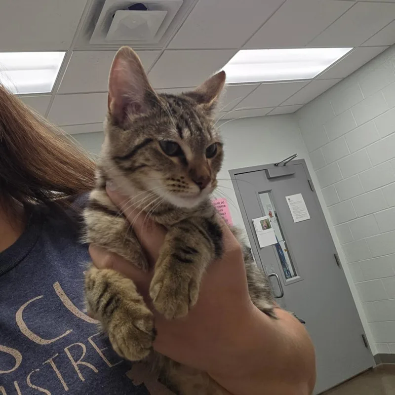 A young medium-sized female Brown / Chocolate Domestic Short Hair cat named Kiwi for adoption in Chattanooga, TN