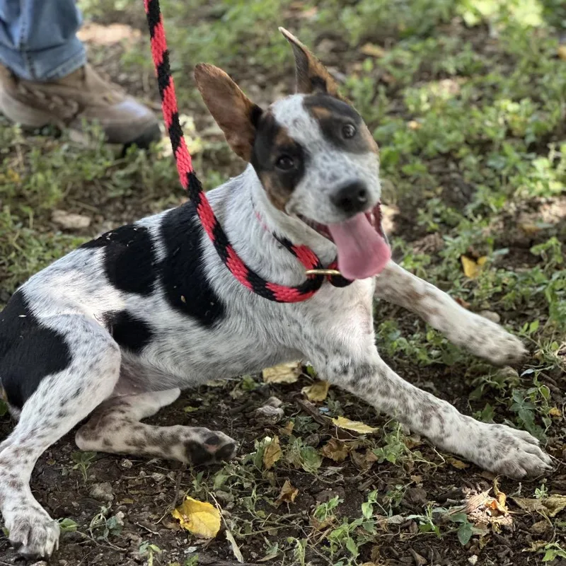 A baby medium-sized female White / Cream Australian Cattle Dog / Blue Heeler dog named Molly for adoption in Hagerstown, MD