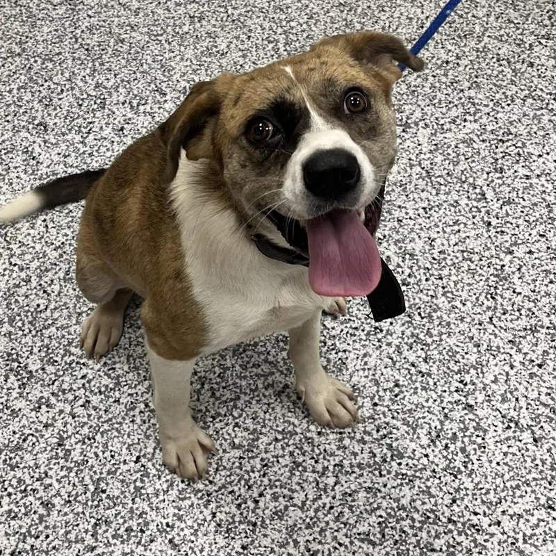 An adult large-sized female White / Cream Catahoula Leopard Dog dog named Parker for adoption in Madisonville, TN