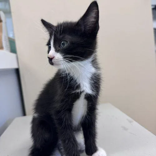 A baby small-sized male Domestic Short Hair cat named Yackety Yak for adoption in Toms River, NJ