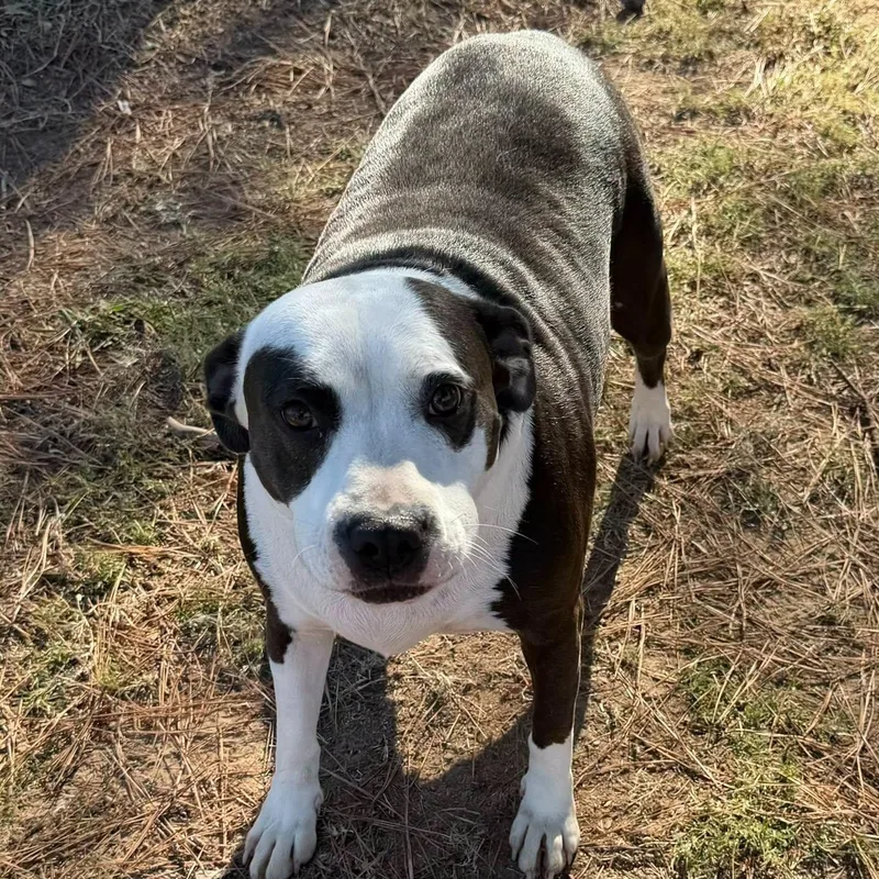 A young large-sized female Pit Bull Terrier dog named Sumner for adoption in Pembroke, MA