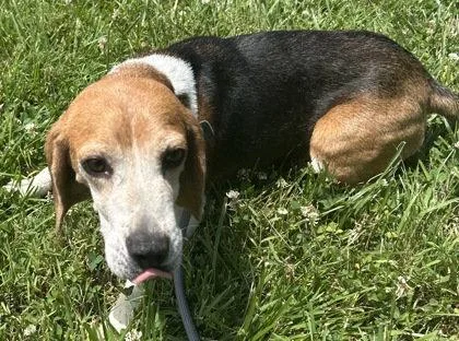 An adult medium-sized female Beagle dog named Yowie for adoption in Midland, VA