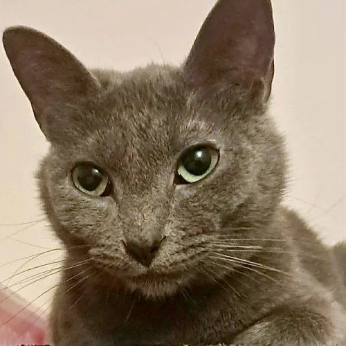 A young medium-sized female Gray / Blue / Silver Domestic Short Hair cat named Briella for adoption in Georgetown, KY