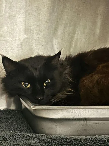 An adult small-sized male Domestic Long Hair cat named Cedar Chips for adoption in Spruce Pine, NC