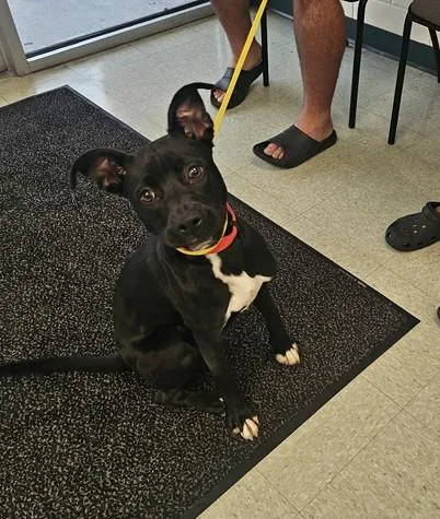 A young small-sized female Pit Bull Terrier dog named Stormie for adoption in Wilmington, NC
