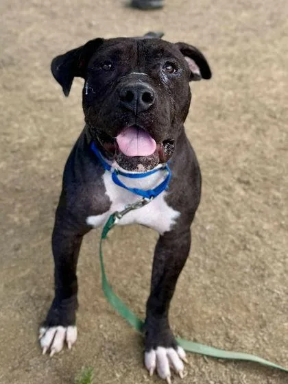 An adult small-sized male Mixed Breed dog named Yan Yan for adoption in West Chester, PA