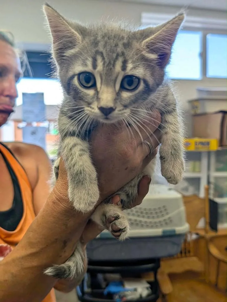 A baby medium-sized male Tabby cat named Dibble for adoption in Grand Junction, CO