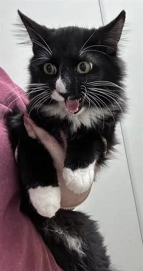 An adult medium-sized male Tuxedo cat named Rain A for adoption in Plano, TX