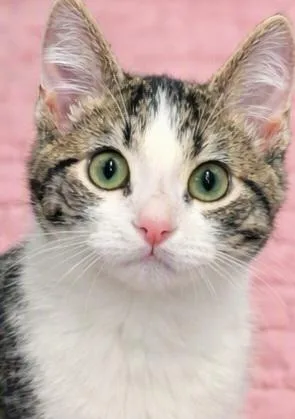 A baby small-sized male Gray & White Domestic Short Hair cat named Slink for adoption in Morganton, NC